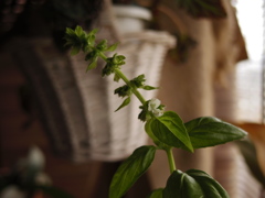 バジルの花
