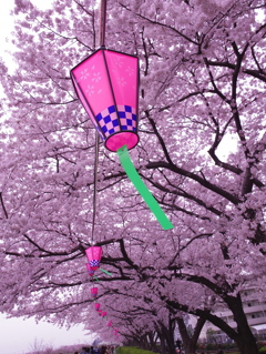 鴨居桜まつり