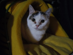 猫の巣穴から