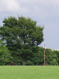 この木なんの木