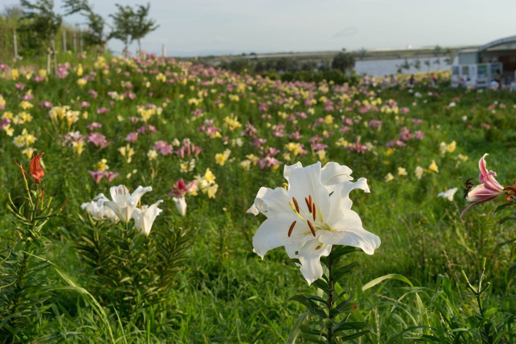 舞洲ゆり園にて その②