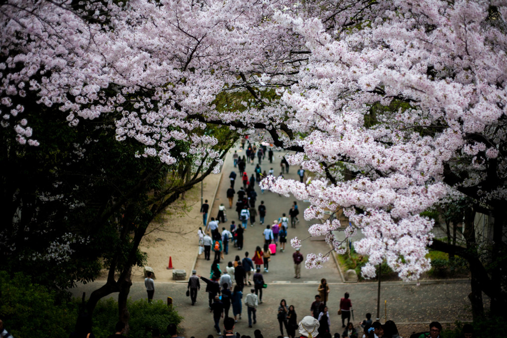 桜