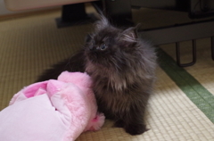 我が家のキティ3