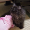 我が家のキティ3