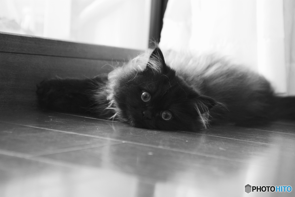kitty 