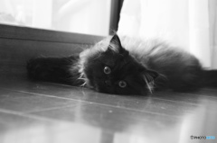 kitty 