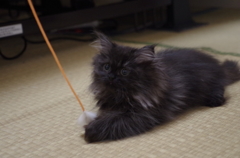 我が家のキティ