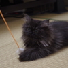 我が家のキティ