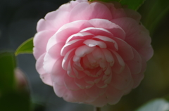 はんなり 八重椿