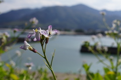 なんでもない菜花