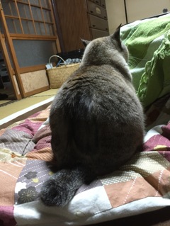 しっぽ