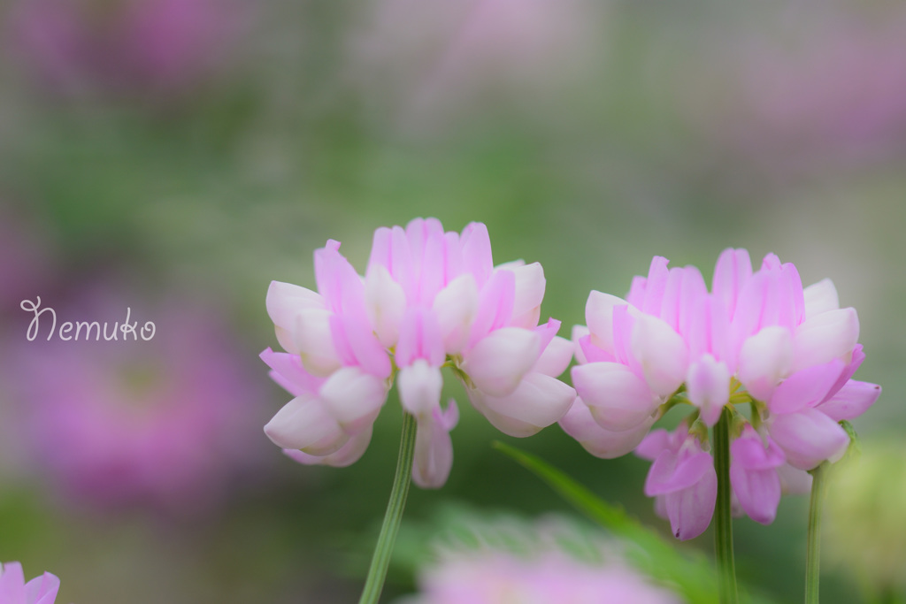 蓮華５