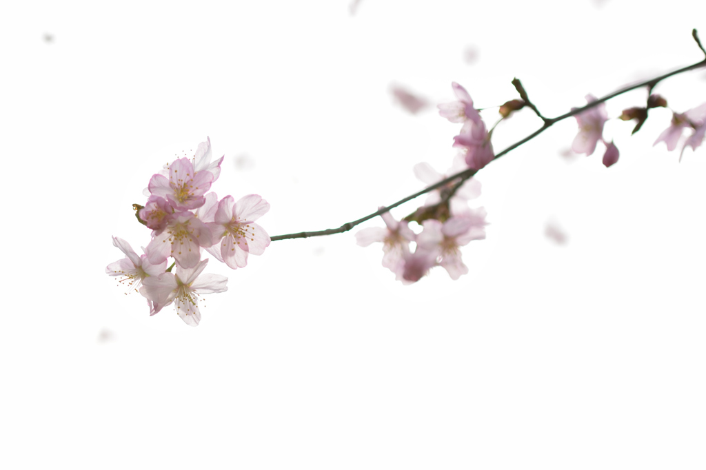 ふわりと