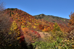 紅葉