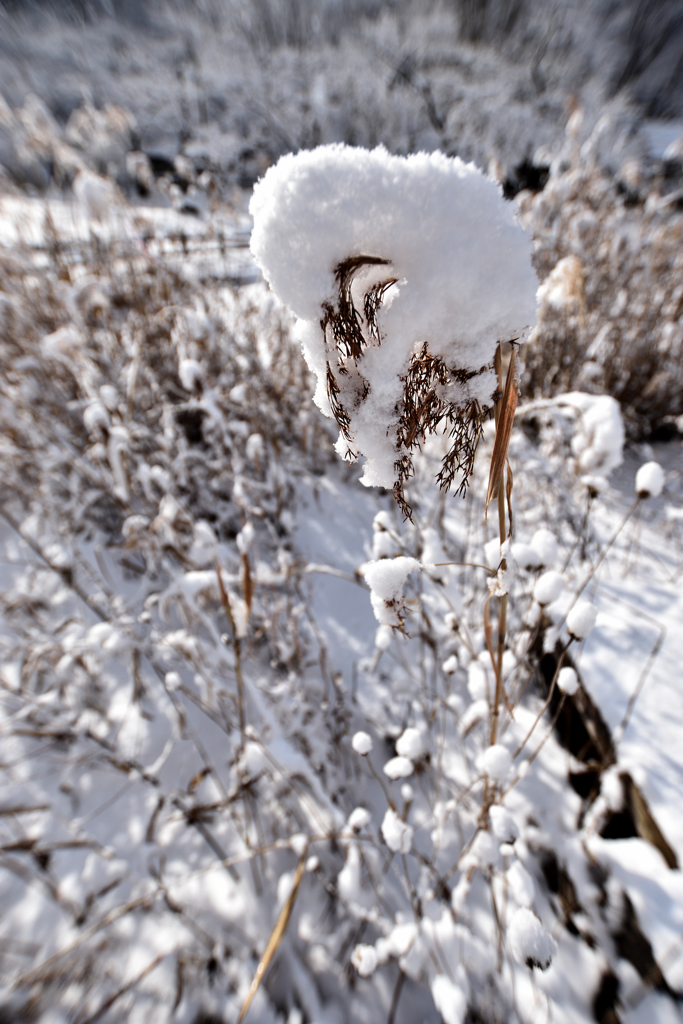 雪芒