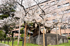 石割桜　前面