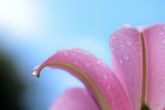 Made in Teardrop