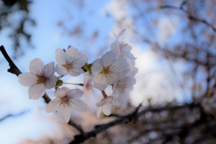 今年初桜