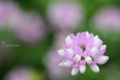 蓮華２