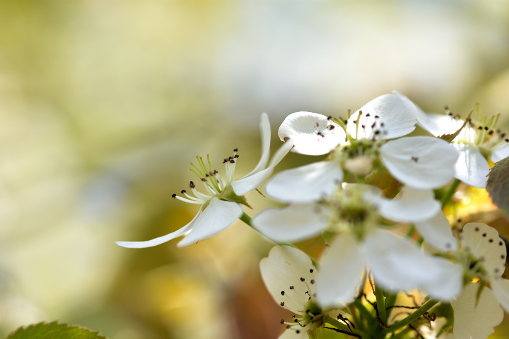 ナシの花