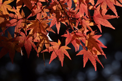 紅組
