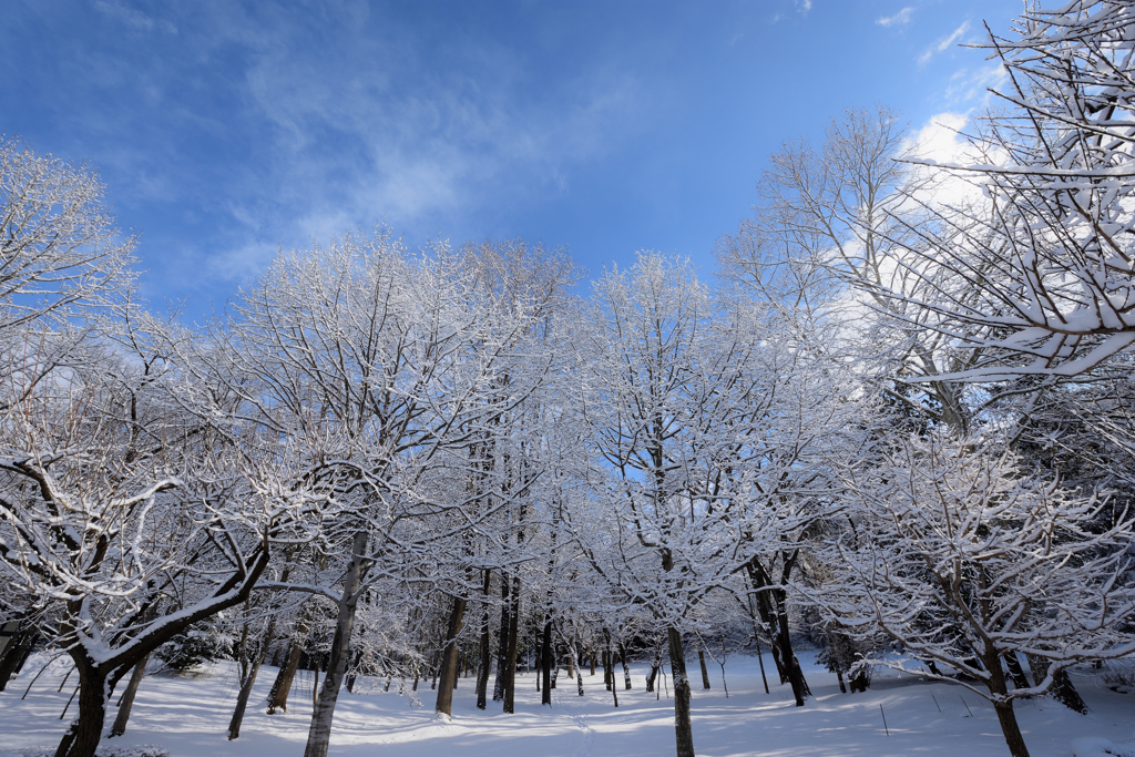 雪纏い