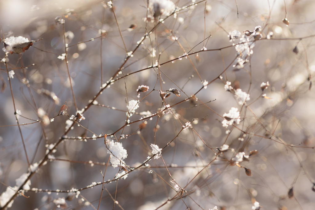 雪の花