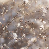雪の花