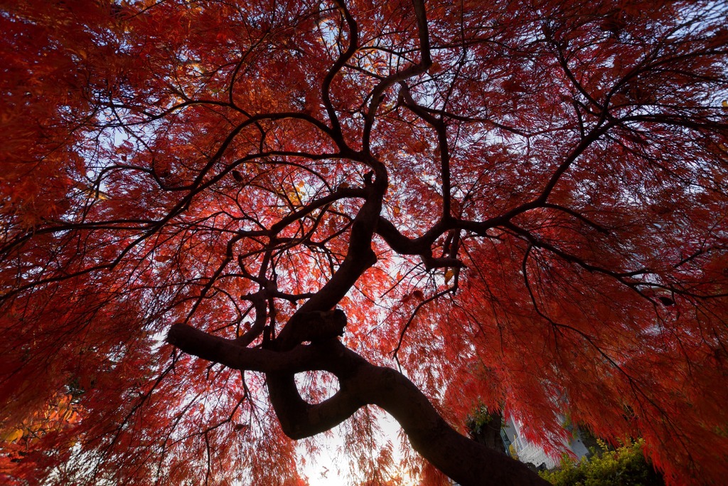 紅葉シャワー