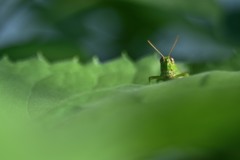 こんにちはー(｡･ω･)ﾉﾞ