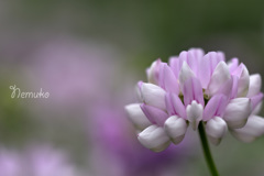 蓮華