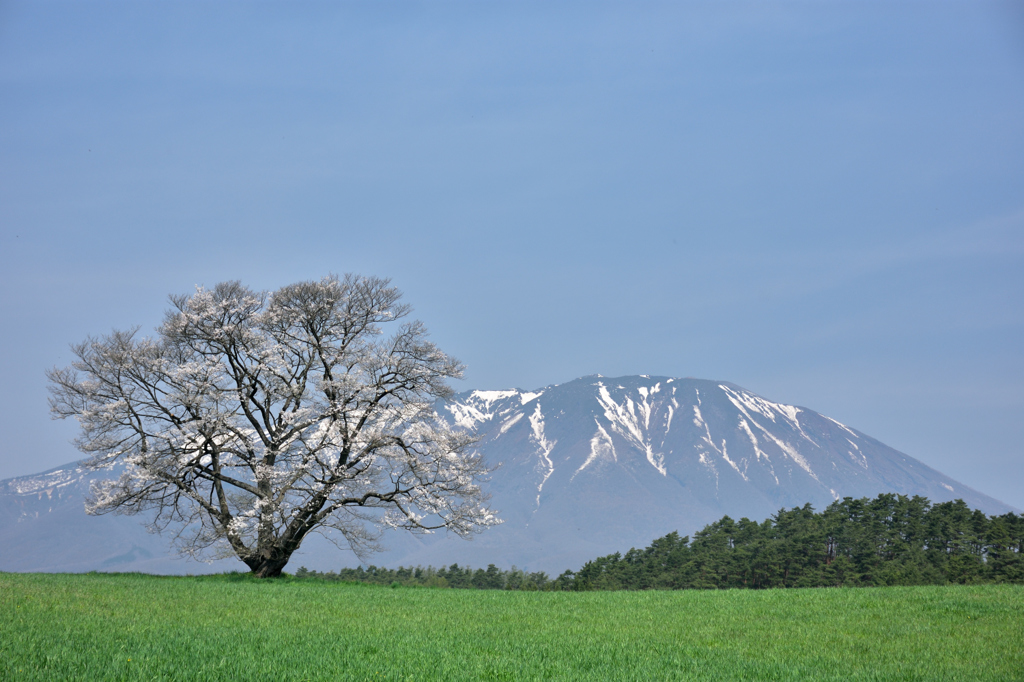 小岩井農場　一本桜