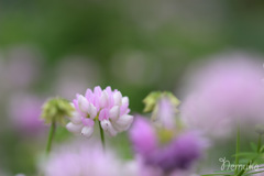 蓮華３