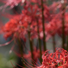 彼岸花