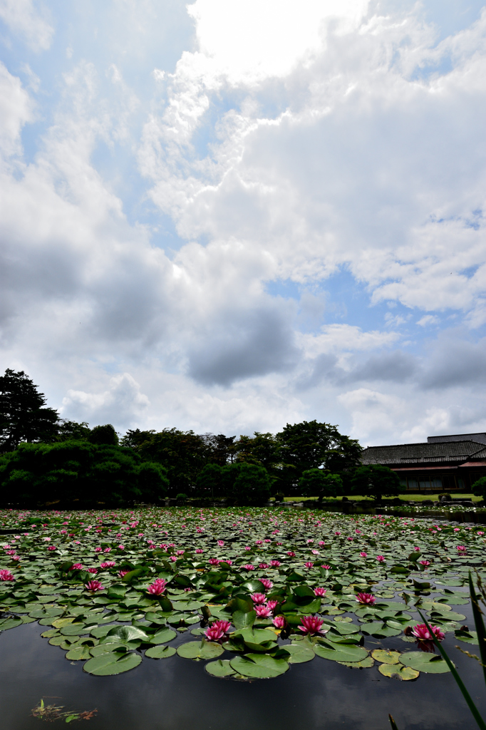 池と睡蓮と空と…