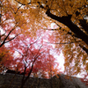 紅葉天井