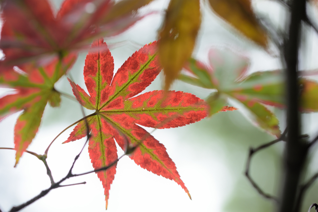 芯を残して