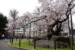 石割桜　背面