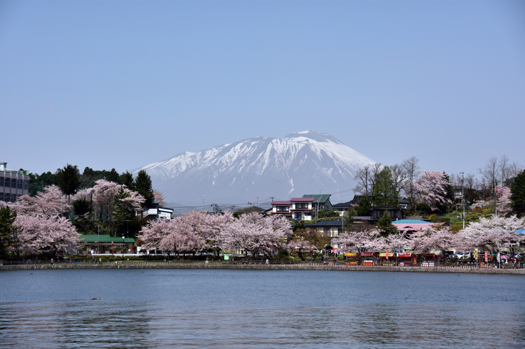 桜祭り２