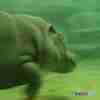 旭山動物園＜泳ぐカバ＞