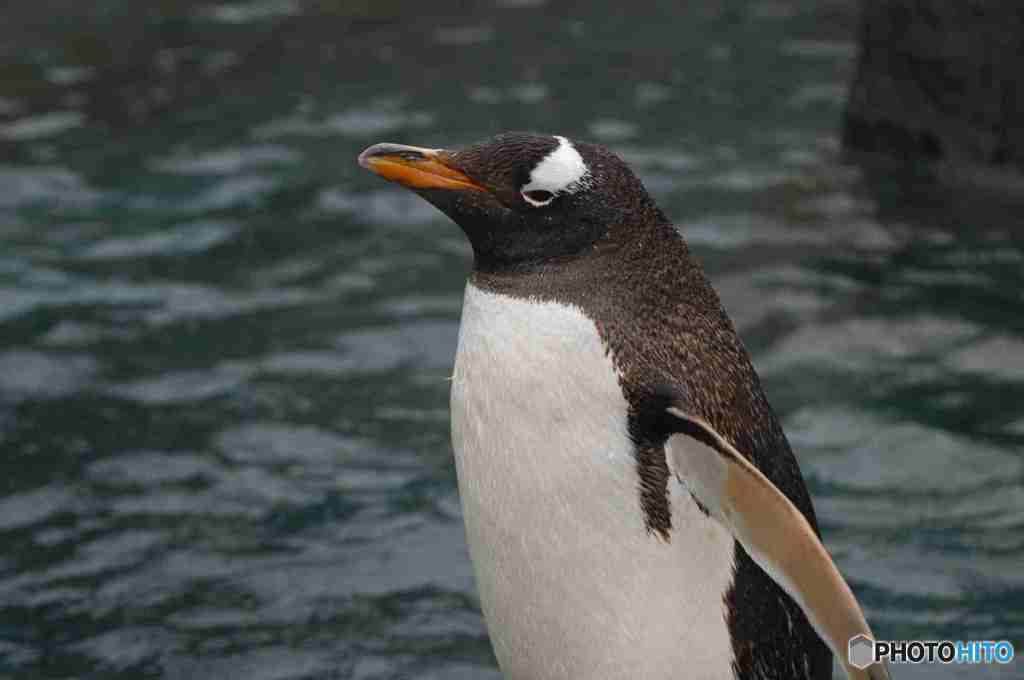 旭山動物園　ペンギン