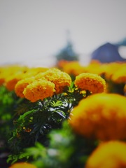 Marigold.