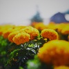 Marigold.