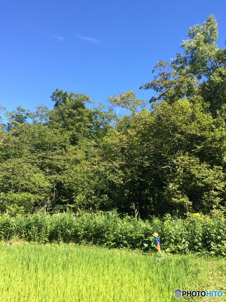 夏の思い出