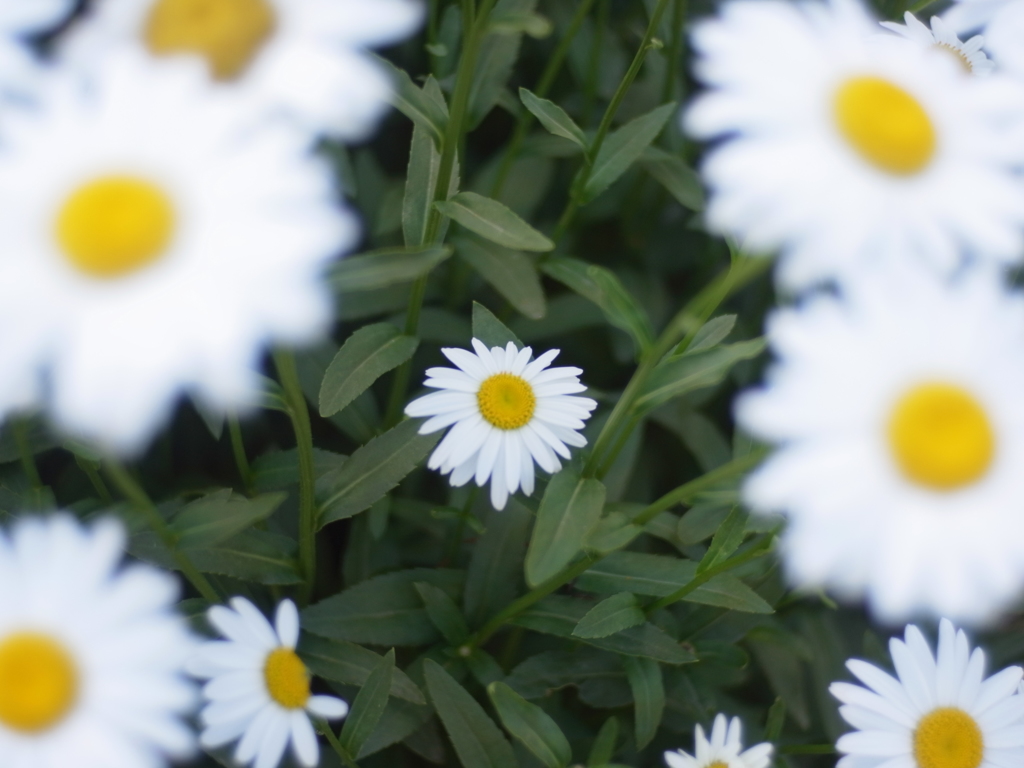 花