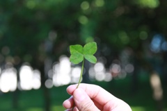 A Four-Leaf Clover