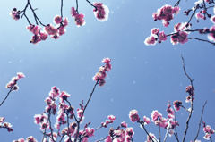 雪花