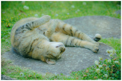 石のヒンヤリ感を堪能してるねこたん