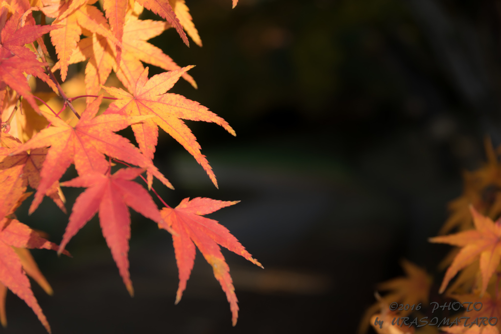 イロヅキ