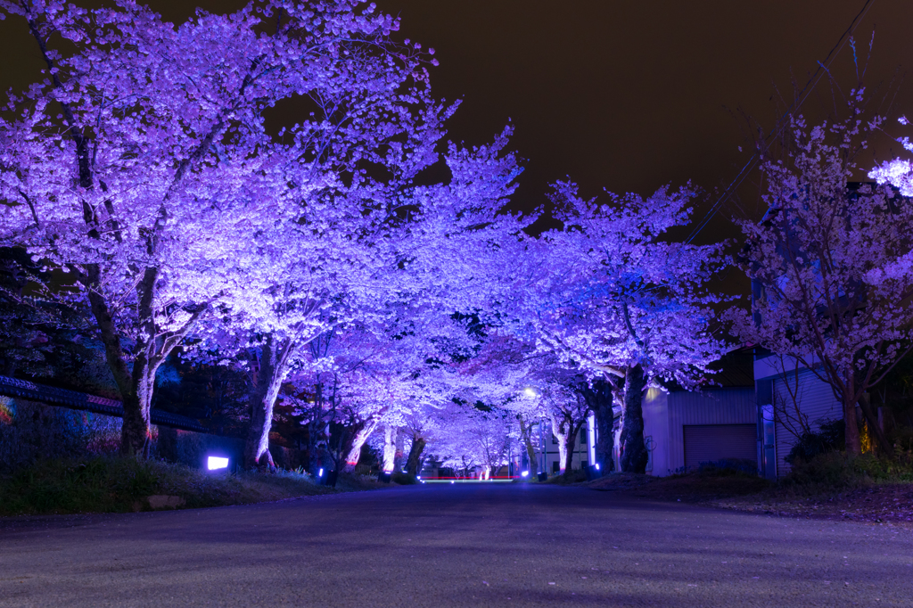 桜のその先へ